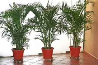 Комнатные пальмы. Уход и особенности содержания