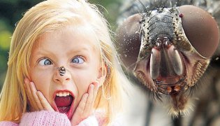 Как защитить ребенка от насекомых?
